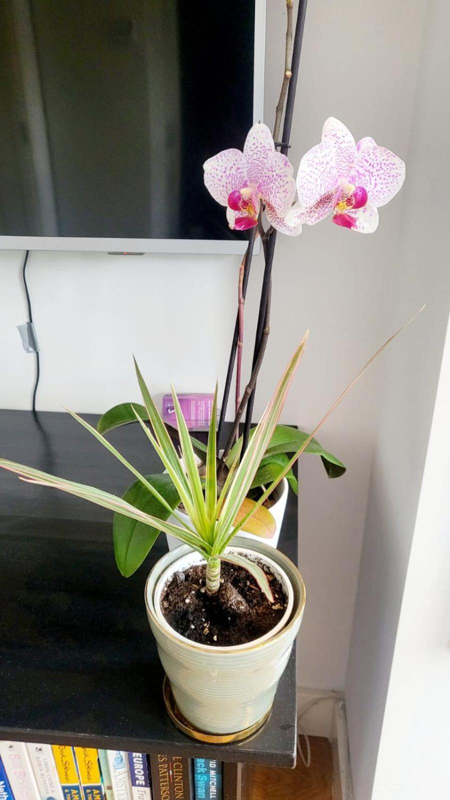 Velvetamsterdam Apartment Ngoại thất bức ảnh
